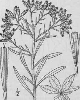 45 Gnaphalium L Sp Pl 850 1753 1077