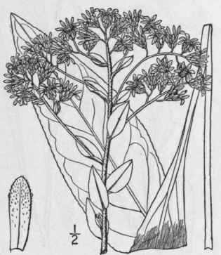 46 Solidago Rigida L Stiff Or Hard Leaved Golden R 929