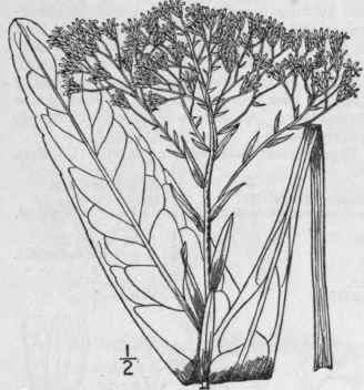 46 Solidago Rigida L Stiff Or Hard Leaved Golden R 930