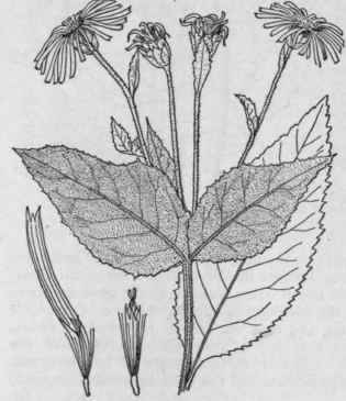 47 Inula L Sp Pl 881 1753 1087
