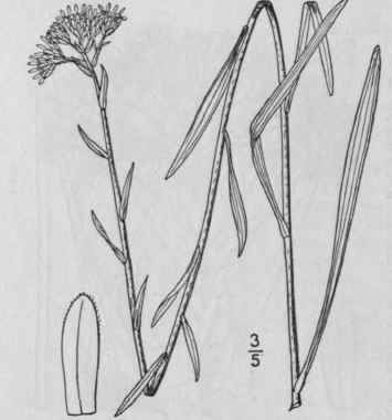 48 Solidago Riddellii Frank Riddell s Golden Rod 932