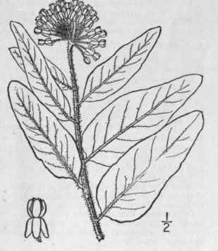 5 Acerates Lanuginosa Nutt Dec Woolly Milkweed 84
