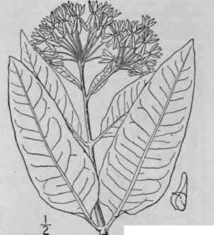 5 Asclepias Purpurascens L Purple Milkweed 58