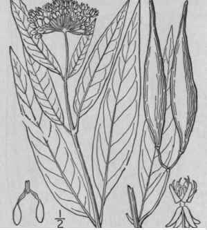 5 Asclepias Purpurascens L Purple Milkweed 59