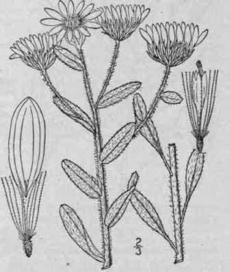 5 Chrysopsis Villosa Pursh Nutt Hairy Golden Aster 870