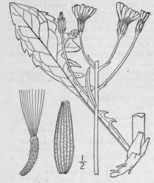 5 Crepis Capillaris L Wallr Smooth Hawksbeard 762