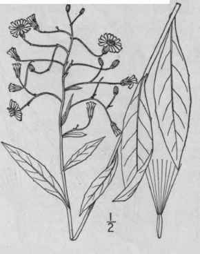 5 Hieracium Longipilum Torr Long Bearded Hawkweed 770