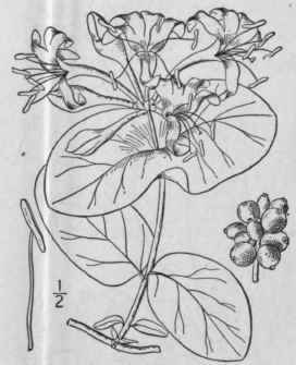 5 Lonicera Sullivantii A Gray Sul Livant s Honeysu 655