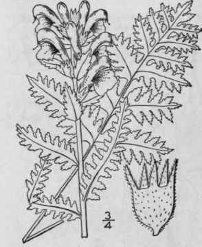 5 Pedicularis Canadensis L Wood Or Head Betony Lou 522