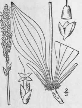 5 Plantago Eriopoda Torr Saline Plantain 573
