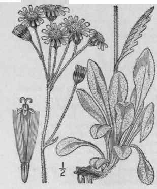 5 Senecio Palustris L Hook Marsh Fleawort Pale Rag 1285