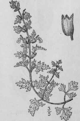 5 Teucrium Laciniatum Torr Cut Leaved Germander 242