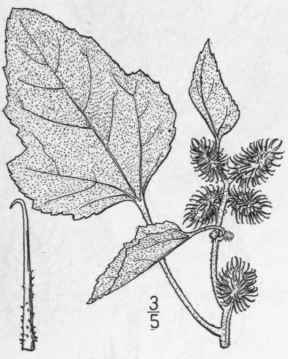 5 Xanthium Inflexum Mackenzie Bush Missouri Clotbu 807