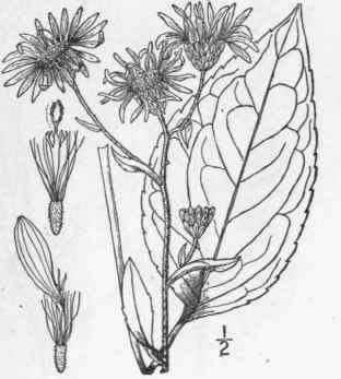 51 Aster Herveyi A Gray Hervey s Aster 1003