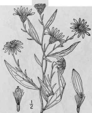 51 Aster Herveyi A Gray Hervey s Aster 1004