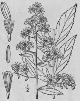 53 Aster Lateriflorus L Britton Starved Aster Cali 1005