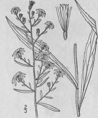 53 Aster Lateriflorus L Britton Starved Aster Cali 1006
