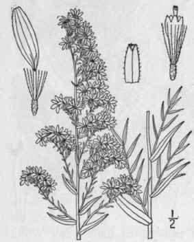 55 Aster Vimineus Lam Small White Aster 1008
