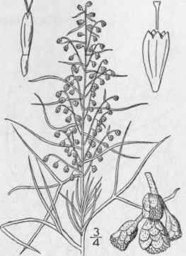 6 Artemisia Filifolia Torr Silvery Wormwood 1247