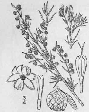 6 Artemisia Filifolia Torr Silvery Wormwood 1248