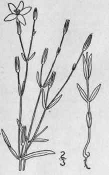 6 Centaurium Calycosum Buckley Fernald Buckley s C 6