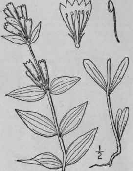 6 Gentiana Quinquefolia L Stiff Gentian Ague Weed 23