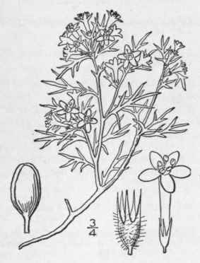 6 Gilia Pumila Nutt Low Gilia 148