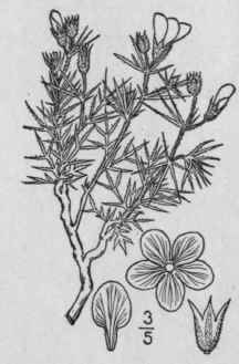 6 Gilia Pumila Nutt Low Gilia 149