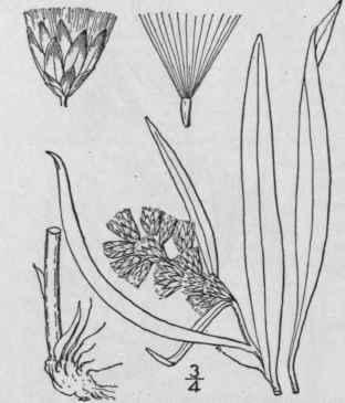 6 Gnaphalium Supinum L Dwarf Cudweed 1083