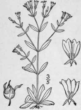 6 Houstonia Purpurea L Large Houstonia Venus Pride 589
