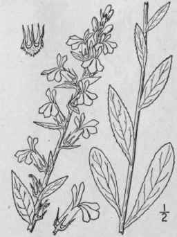 6 Lobelia Elongata Small Long Leaved Lobelia 705