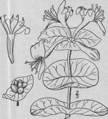 6 Lonicera L Sp Pl 173 1753 650