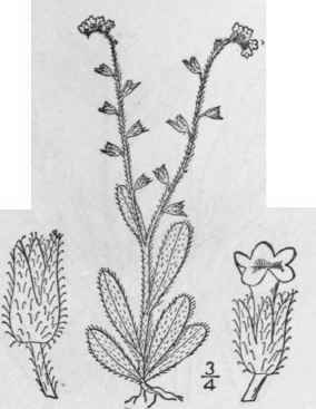 6 Myosotis Virgimca L B S P Spring Or Early Scorpi 205