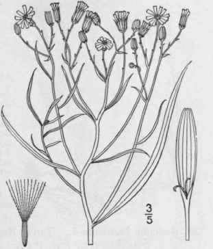 6 Senecio Spartioides T G Broom Like Senecio 1286