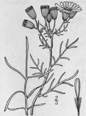 6 Senecio Spartioides T G Broom Like Senecio 1287