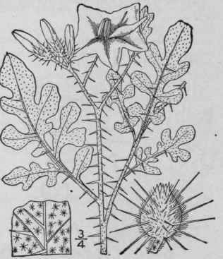 6 Solanum Rostratum Dunal Band Bur Beaked Or Prick 393
