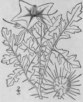 6 Solanum Rostratum Dunal Band Bur Beaked Or Prick 394
