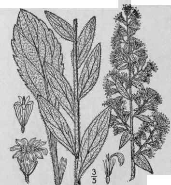 6 Solidago Bicolor L White Or Pale Golden Rod Silv 890