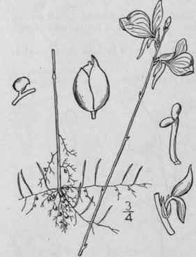6 Stomoisia Raf Fl Tellur 4 108 1838 544