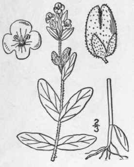 6 Veronica Wormskioldii R S Worms Kiold s Speedwel 472