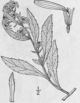 61 Aster Missouriensis Britton Missouri Aster 1013