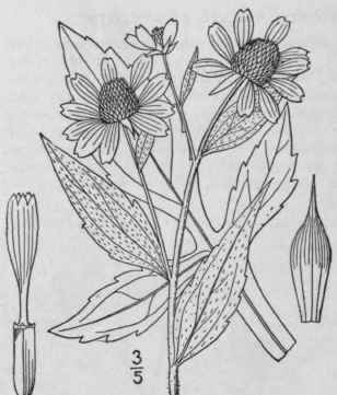 61 Rudbeckia L Sp Pl 906 1753 1113