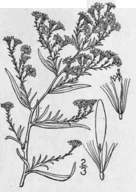 67 Aster Parviceps Burgess Mackenzie Bush Small He 1019