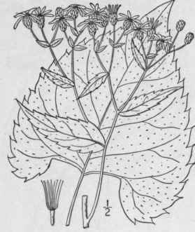 7 Aster Curvescens Burgess Dome Topped Aster 960