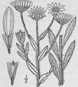 7 Chrysopsis Hispida Hook Nutt Hispid Golden Aster 873
