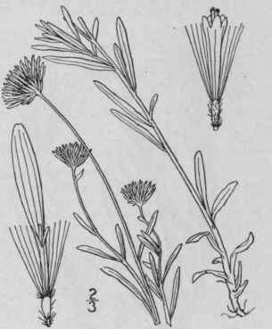 7 Erigeron Hyssopifolius Michx Hyssop Leaved Erige 1038