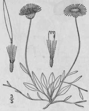 7 Erigeron Hyssopifolius Michx Hyssop Leaved Erige 1039