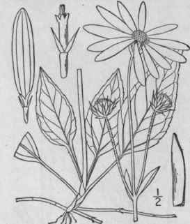 7 Helianthus Subrhomboideus Rydb Rhombic Leaved Su 1139