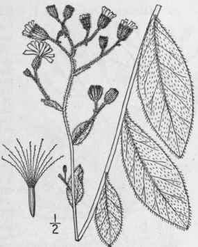 7 Hieracium Scabrum Michx Rough Hawkweed 771