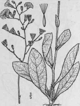 7 Hieracium Scabrum Michx Rough Hawkweed 772